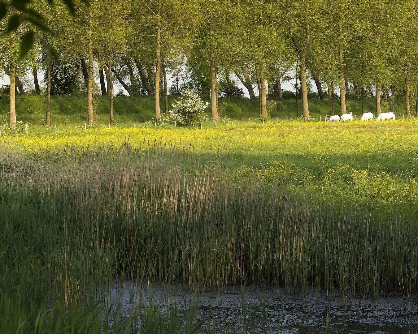 B&B Pronkenburg Lissewege Bruges